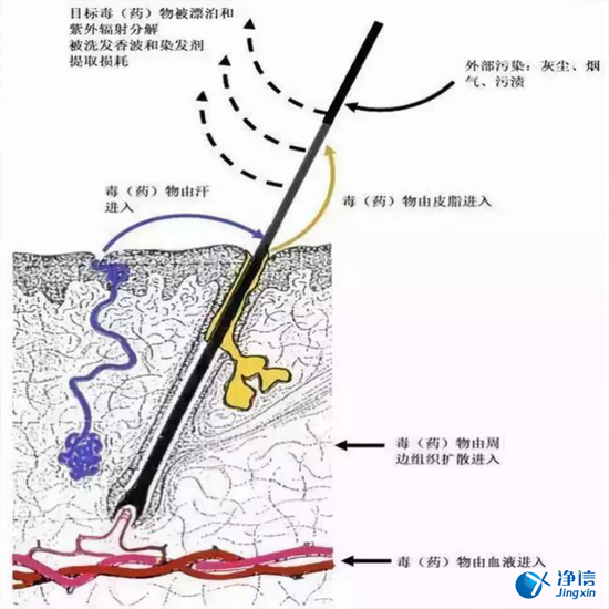 毛發(fā)毒品檢測(cè)儀檢測(cè)腿毛竟可以測(cè)出吸毒?做了全身脫毛也可以？